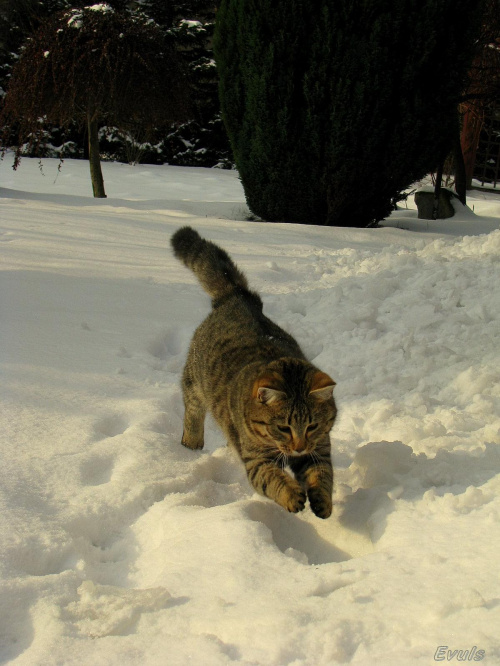 skok przez zaspę #kot #koty #pupile #śnieg #zima