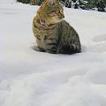Bura w śniegu #kot #koty #pupile #zima #śnieg