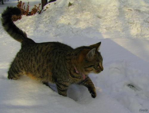 Biegnę,biegnę do domu bo tu zimno #kot #koty #pupile #śnieg #zima
