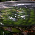 Aby ochronić banany przed czynnikami amosfer. nakłada się na kiść (30kg) foliowe torby