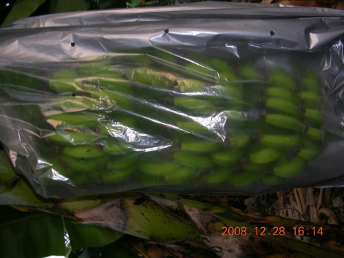 Aby ochronić banany przed czynnikami amosfer. nakłada się na kiść (30kg) foliowe torby