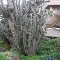 Ogromny krzak kaktusa