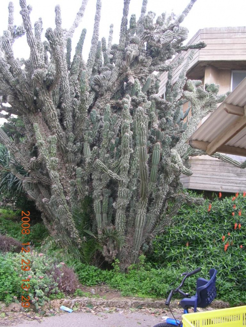 Ogromny krzak kaktusa