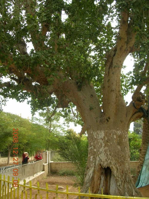 Drzewo sykomory pod którym Jezus podobno rozmawiał z celnikiem