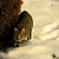 A kuku to ja Bura #kot #koty #pupile #śnieg #zima