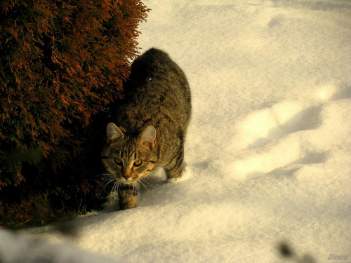 A kuku to ja Bura #kot #koty #pupile #śnieg #zima