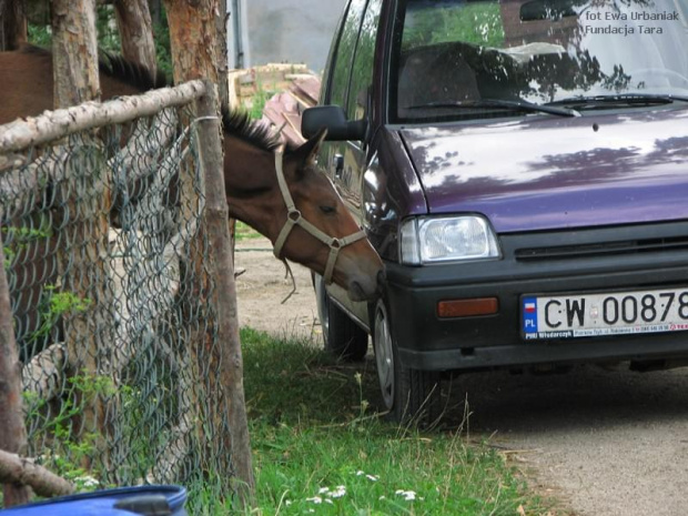 konik zainteresowany samochodem #UndacjaTara #konie #nieszkowice #scarlet #KonieTary #tara