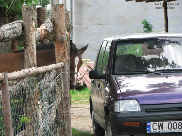 konik zainteresowany samochodem #UndacjaTara #konie #nieszkowice #scarlet #KonieTary #tara