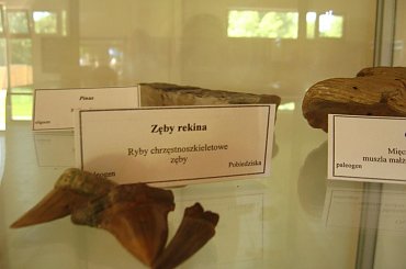 w parku dinozaurów cz.2 #dinozaury