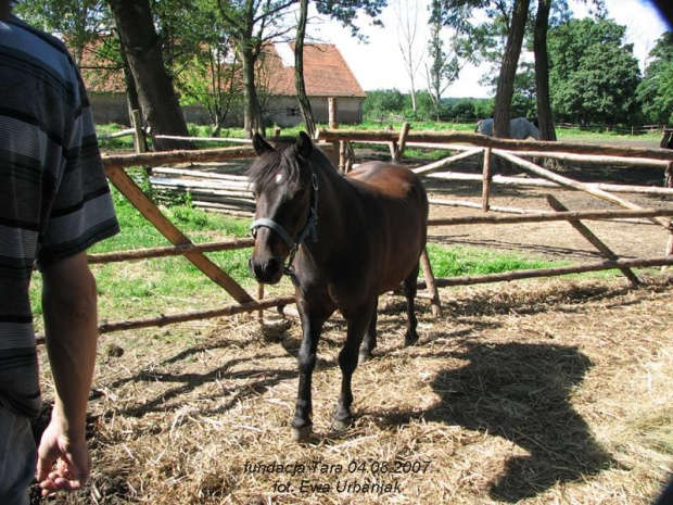 04 sierpnia 2007 Fundacja Tara
www.fundacjatara.info #FundacjaTara #konie #nieszkowice #scarlet #KonieTary #tara