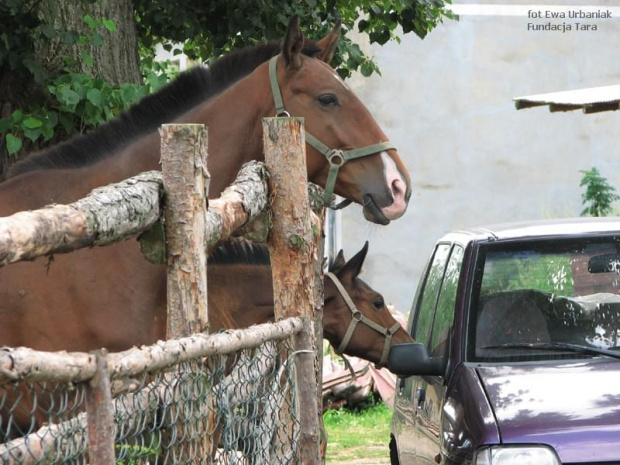 konik zainteresowany samochodem #UndacjaTara #konie #nieszkowice #scarlet #KonieTary #tara