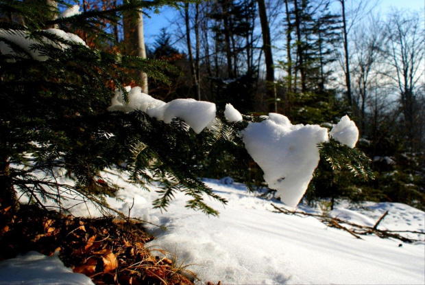#śnieg #drzewo #natura #plener