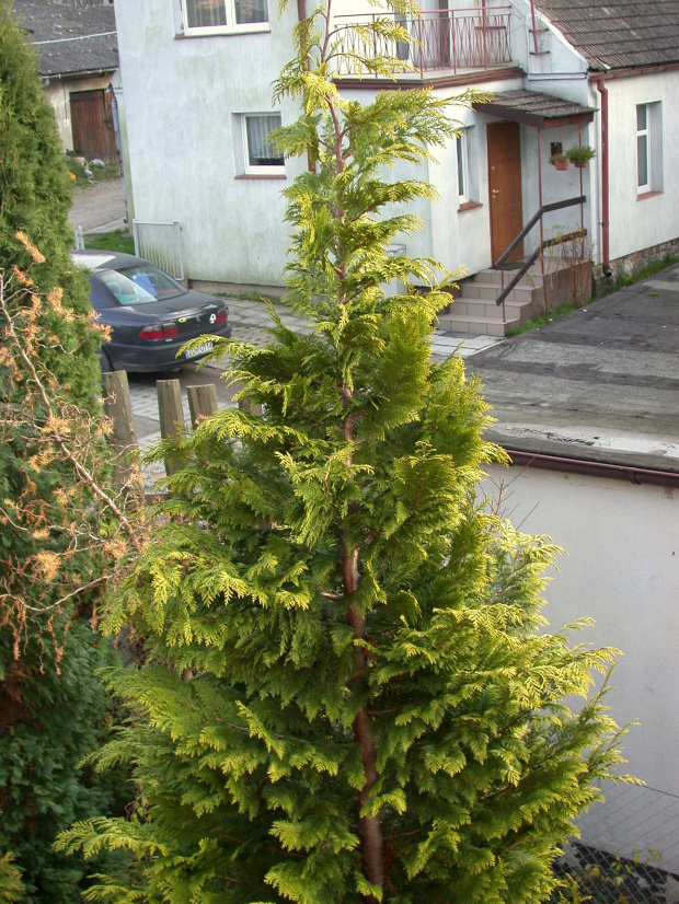 Chamaecyparis lawsoniana 'Ivonne'