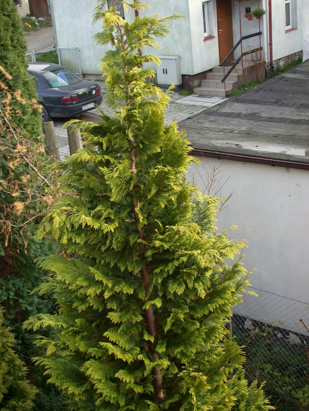 Chamaecyparis lawsoniana 'Ivonne'