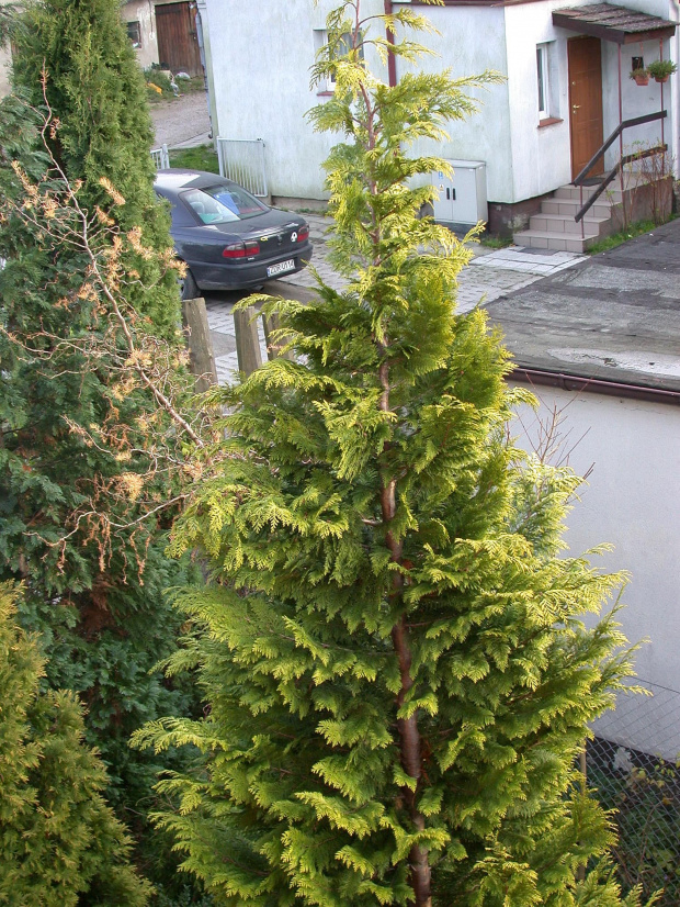 Chamaecyparis lawsoniana 'Ivonne'