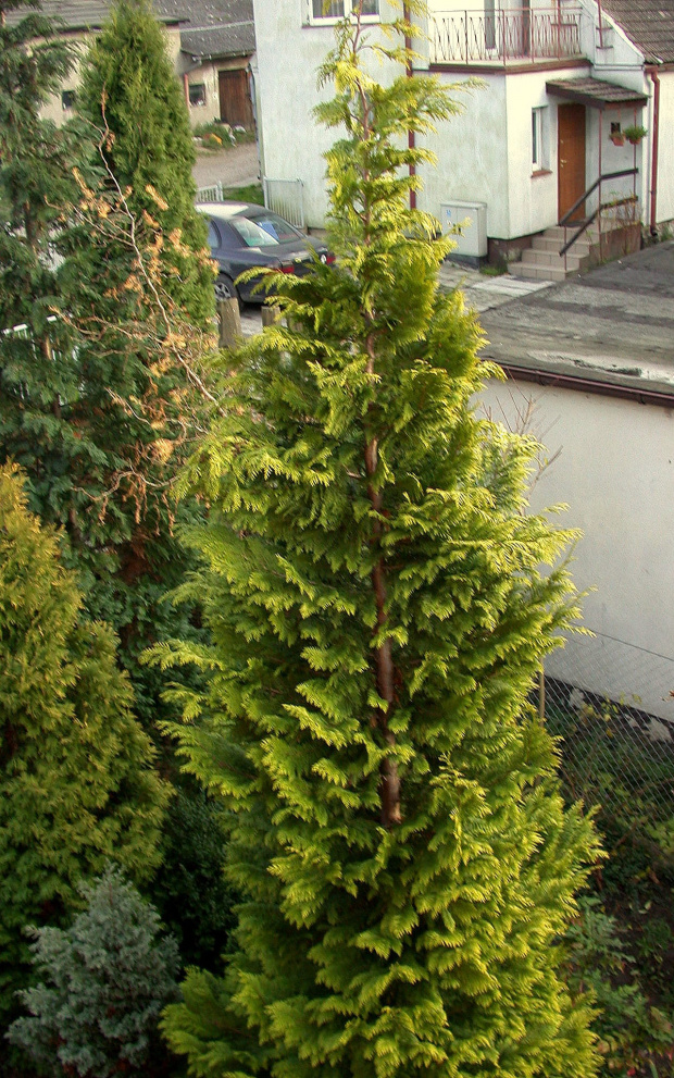 Chamaecyparis lawsoniana 'Ivonne'