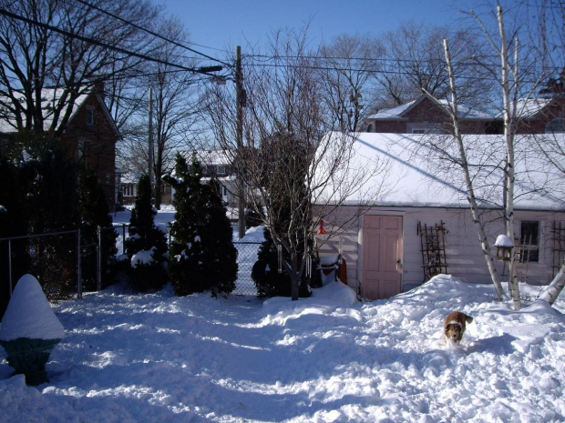 mrozna zima - styczen 2009 #zima #mroz #snieg #psy