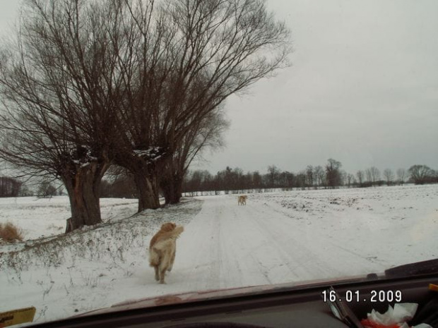 I znowu powrót z zakupów