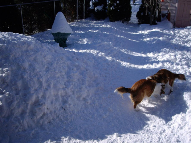 mrozna zima - styczen 2009 #zima #mroz #snieg #psy
