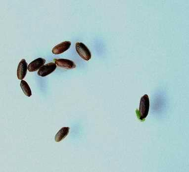 seeds of Calla palustris