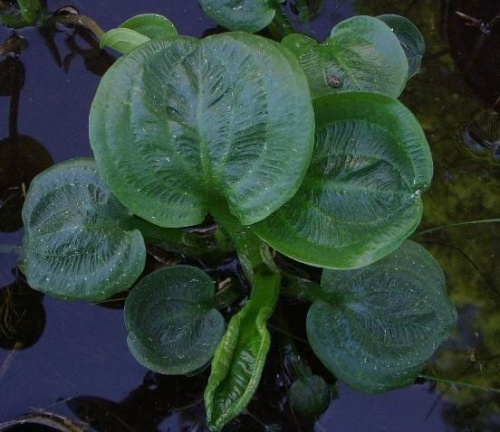 Alisma parviflora