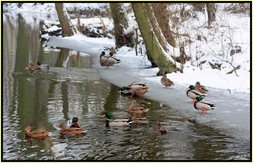 zimowy spacer... #ptaki #rzeka #las #zima