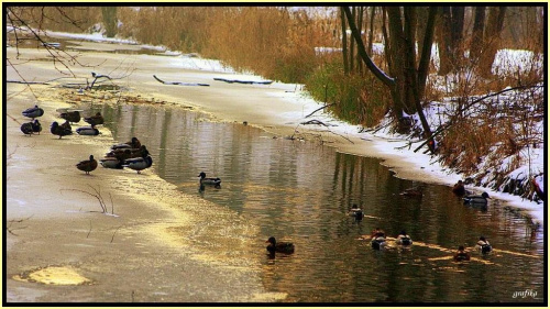 zimowy spacer... #zima #las #rzeka