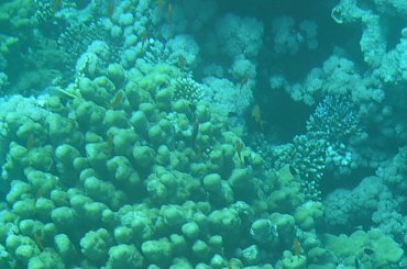 #morze #ryby #egipt #egoztyczne