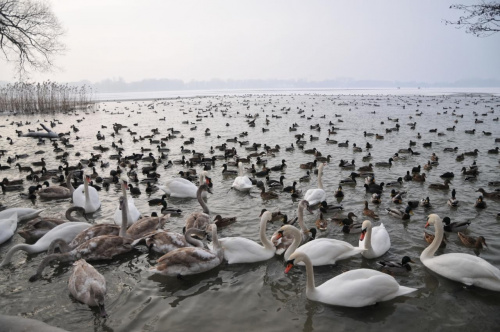 Oaza dla ptactwa wodnego na zamarzniętym jeziorze