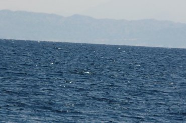 #pustynia #egzotyka #wielbłądy #morze