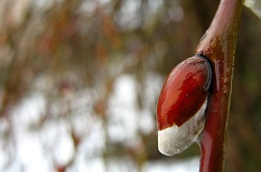 ...u mnie pada deszcz ... i chyba idzie wiosna ... #BazieWierzbowe #makro #wierzba #wiosna