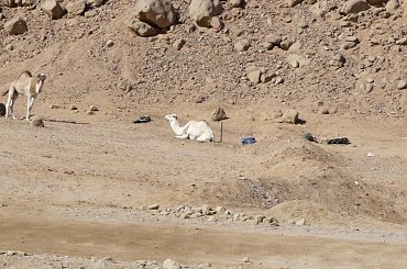 #pustynia #egzotyka #wielbłądy #morze