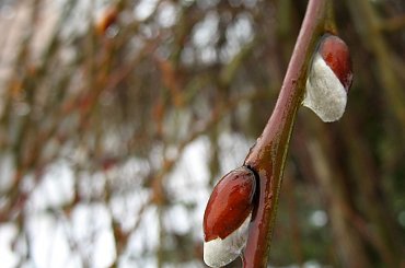 ...u mnie pada deszcz ... i chyba idzie wiosna ... #BazieWierzbowe #wierzba #wiosna