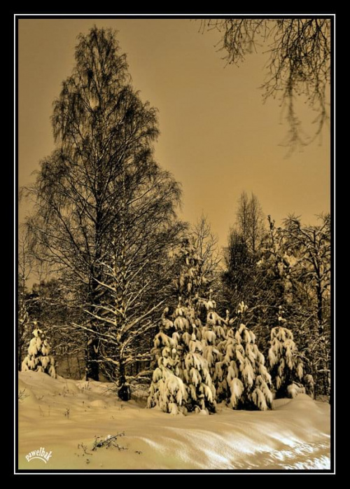 zimka:) #zima #noc #scenerie #krajobraz #drzewa
