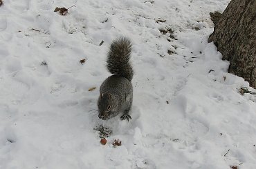 Jeszcze troche wiewiórek:)) #zima #wiewiorki