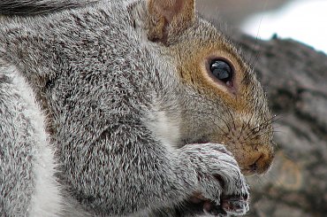 Jeszcze troche wiewiórek:)) #zima #wiewiorki