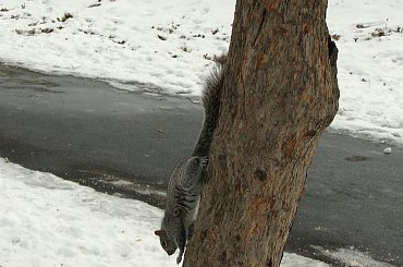 Jeszcze troche wiewiórek:)) #zima #wiewiorki