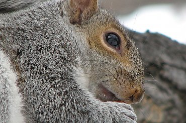 Jeszcze troche wiewiórek:)) #zima #wiewiorki