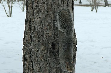 Jeszcze troche wiewiórek:)) #zima #wiewiorki