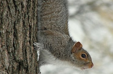 Jeszcze troche wiewiórek:)) #zima #wiewiorki