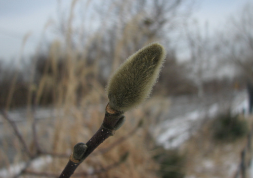 Spacer po zimowym parku-pąk magnolii #zima #park