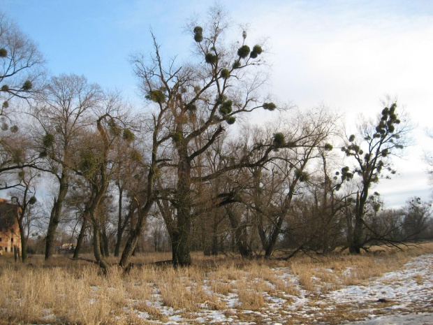 Park Krajobrazowy Doliny Bystrzycy k/Jarnołtowa