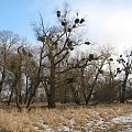 Park Krajobrazowy Doliny Bystrzycy k/Jarnołtowa