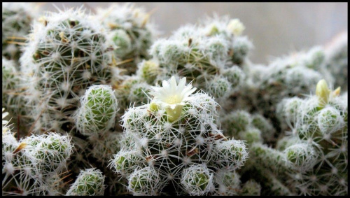 #kaktus #kwiat #natura