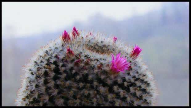 #kaktus #kwiat #natura