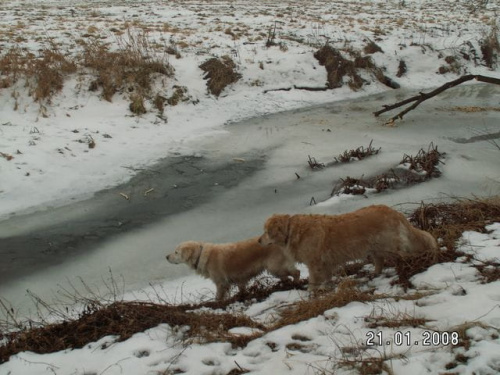 Na rzece był lód i konar się trzymał
