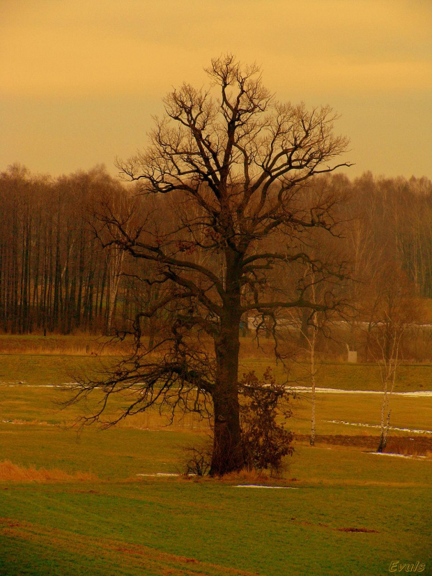Kraj-Obraz po zimie - spacer #drzewa #krajobraz #spacer #widok