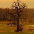 Kraj-Obraz po zimie - spacer #drzewa #krajobraz #spacer #widok