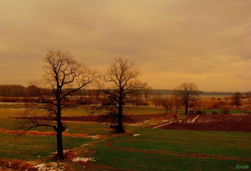 Kraj-Obraz po zimie - spacer #krajobraz #spacer #widok #drzewa