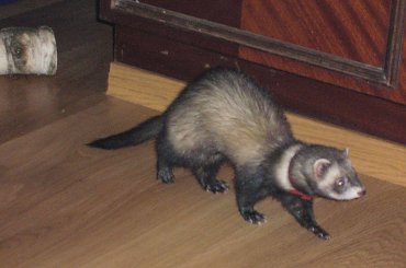 moja funia #zwierzak